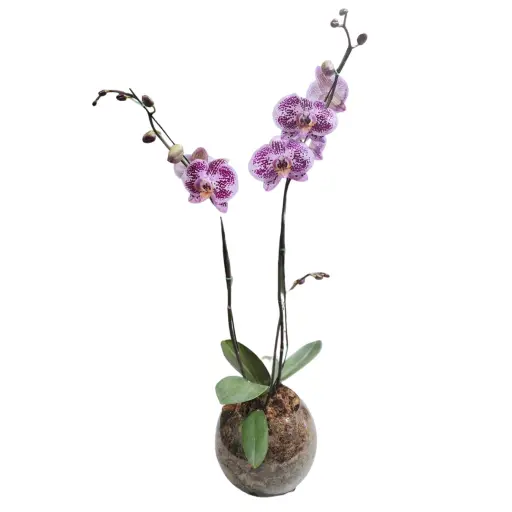 Orquidea Violeta I